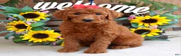 Goldendoodle dogs for sale: Ruby - Ad 1