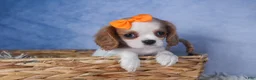 Cavalier King Charles Spaniel dogs for sale: Patsy - Ad 8