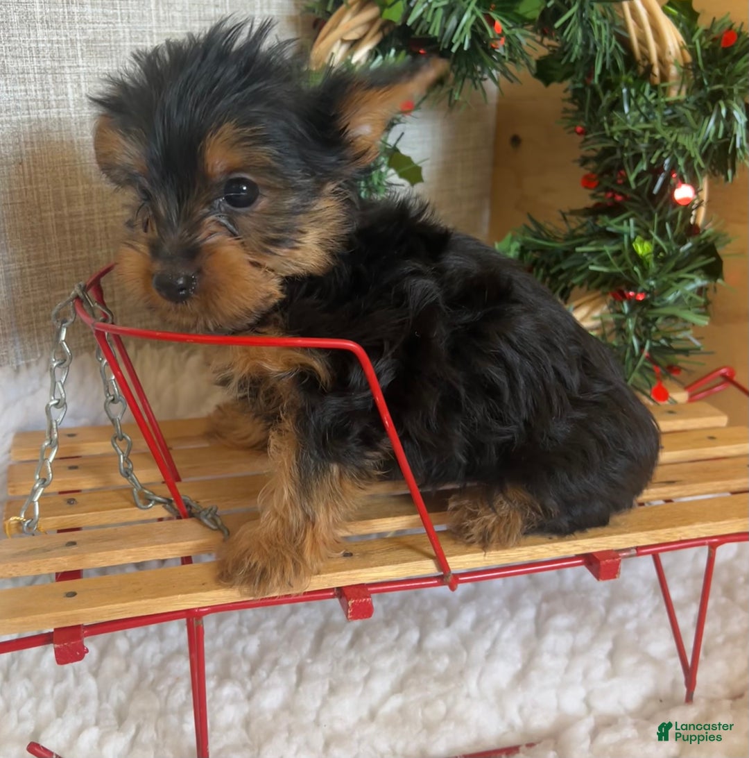 Yorkshire Terrier dogs for sale: Randy - Ad 3