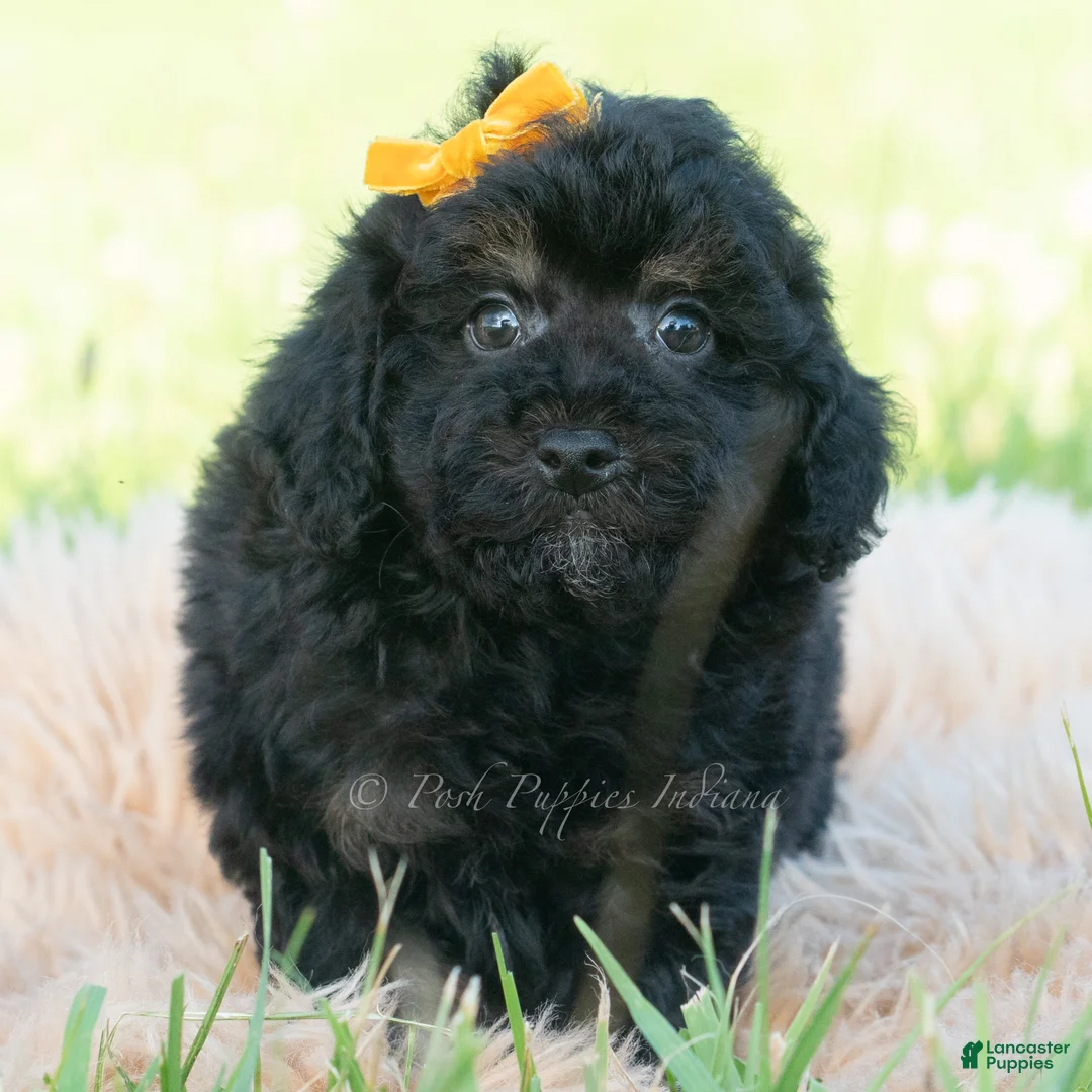 Miniature Poodle dogs for sale: Kona - Ad 2