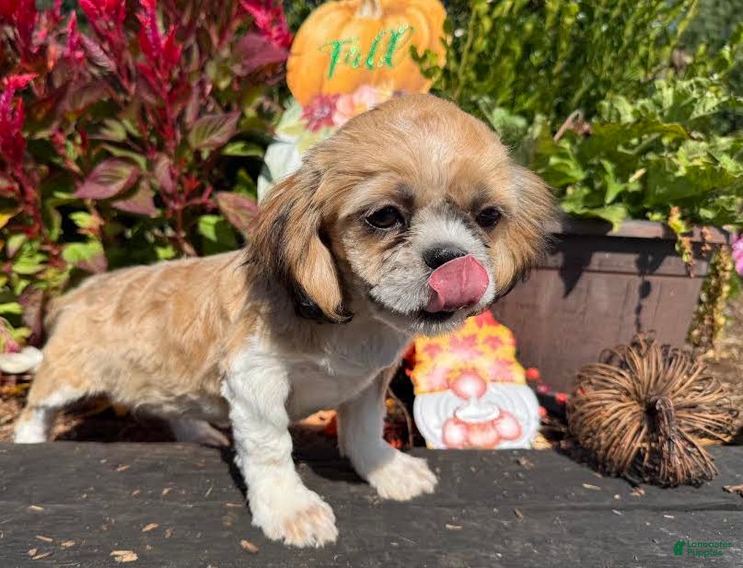 Shih Tzu dogs for sale: Rosie - Ad 3