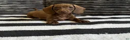 Dachshund dogs for sale: Georgette  - Ad 1