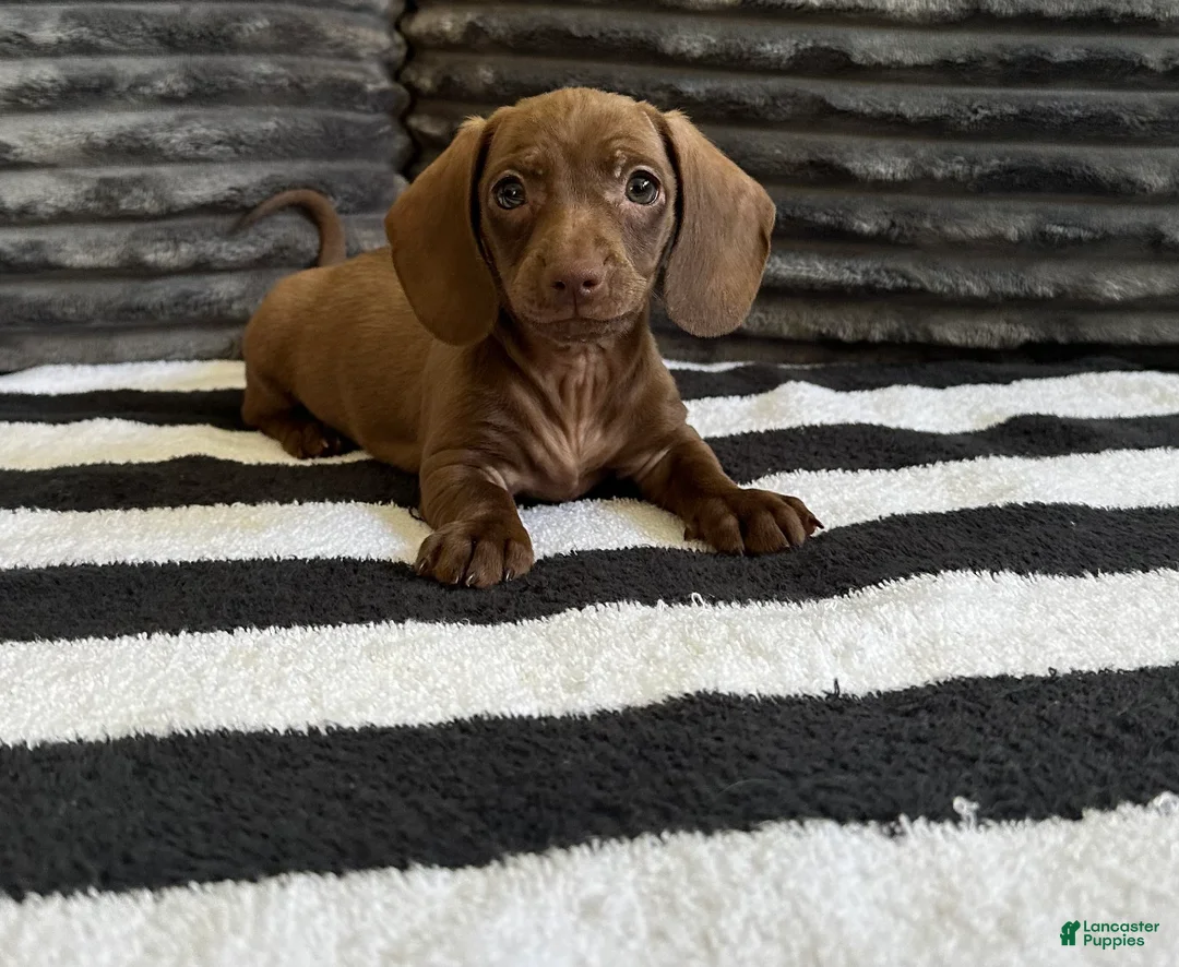 Dachshund dogs for sale: Georgette  - Ad 1