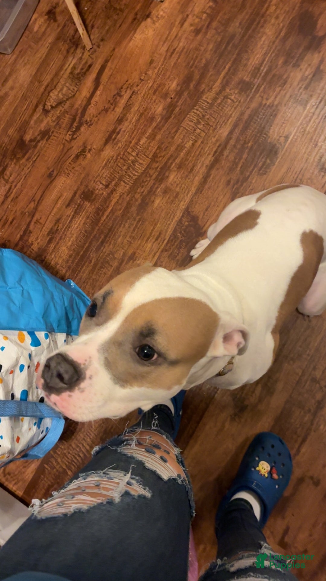 American Pit Bull Terrier dogs for sale: American Pitbull Terrior - Ad 7