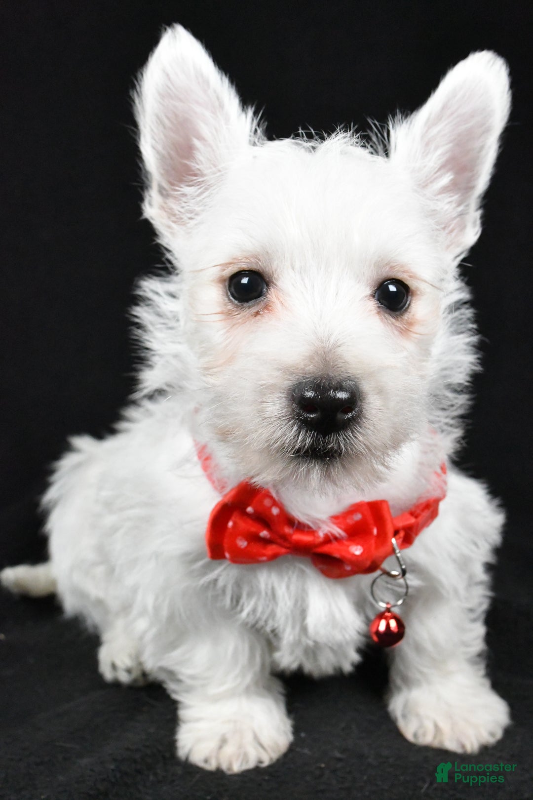 West Highland Terrier dogs for sale: Dan - Ad 7