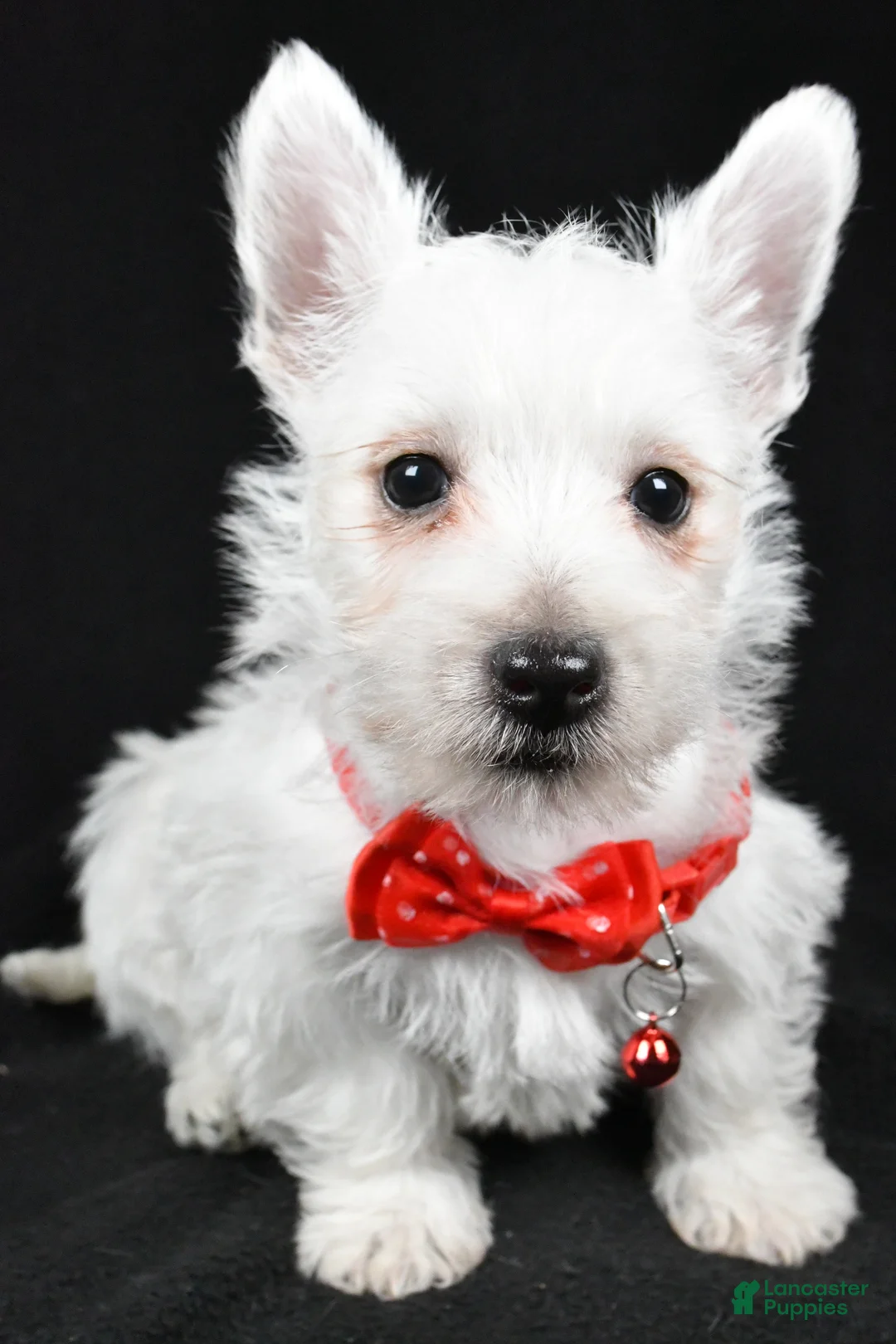 West Highland Terrier dogs for sale: Dan - Ad 7
