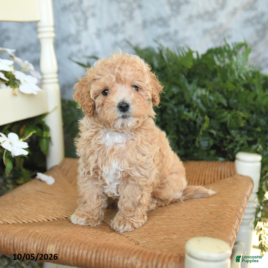 Maltipoo dogs Huckleberry - Ad 1