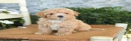 Maltipoo dogs for sale: Huckleberry - Ad 1