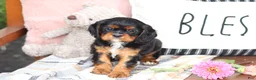 Cavalier King Charles Spaniel dogs for sale: Missy - Ad 6