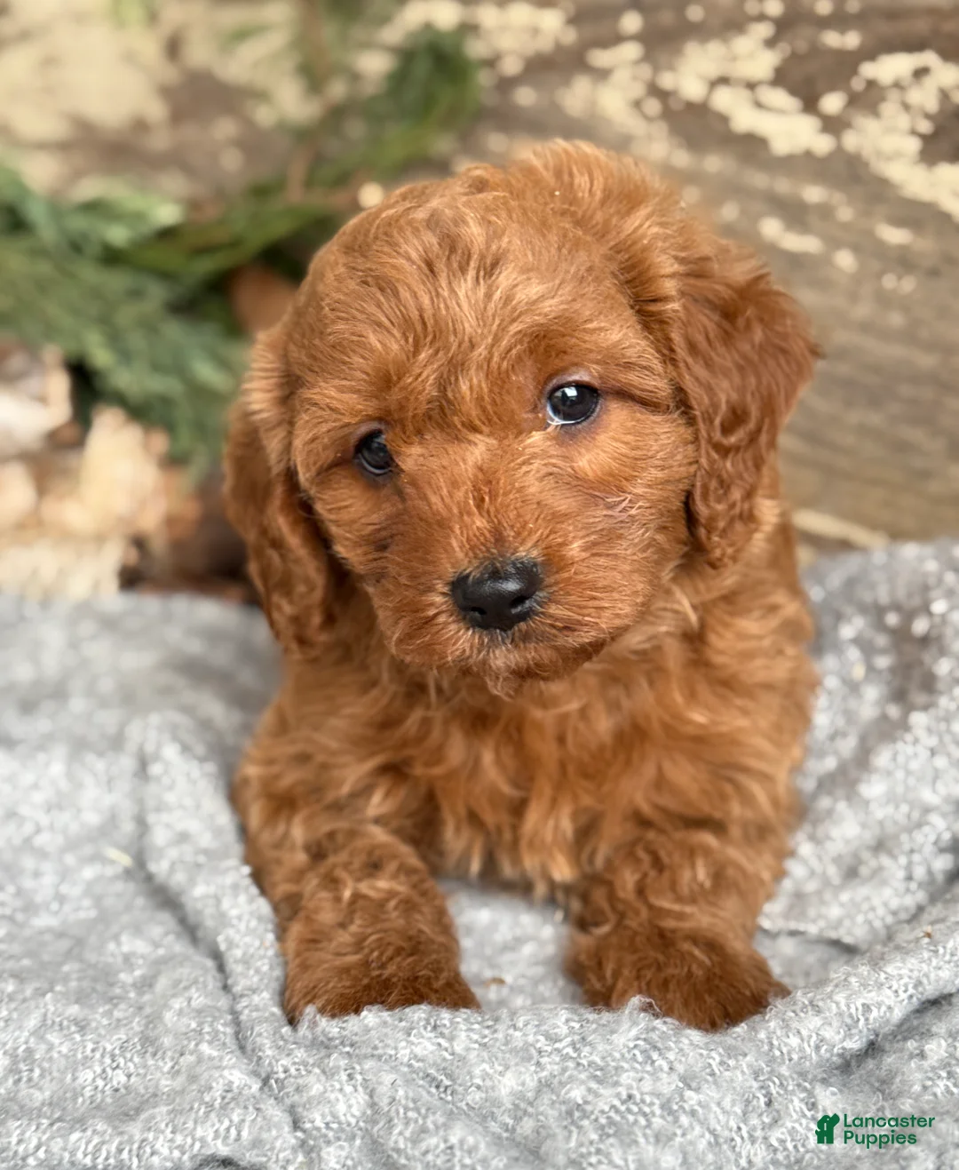 Mixed Breed dogs for sale: Stott - Ad 14