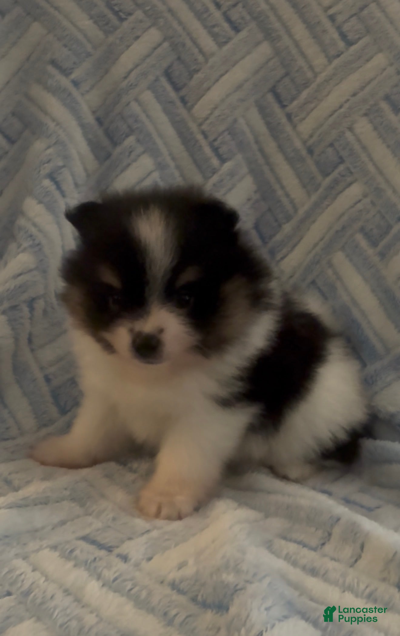 Pomeranian dogs Pomeranian 3 - Ad 1