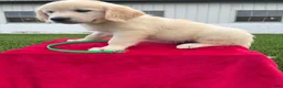 Golden Retriever dogs for sale: Dolly  - Ad 3