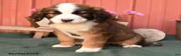 Mixed Breed dogs for sale: Kira - Ad 2