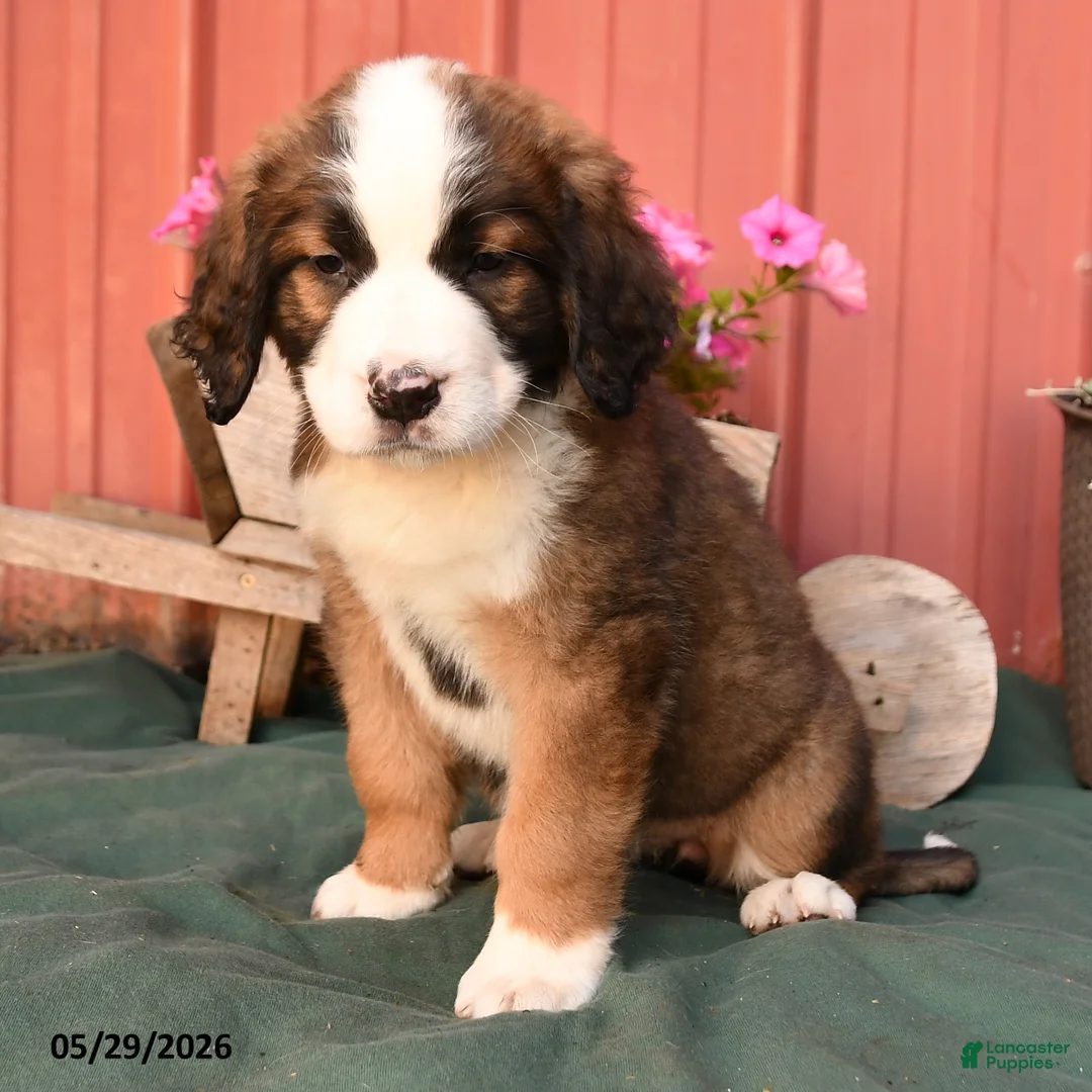 Mixed Breed dogs for sale: Kira - Ad 2