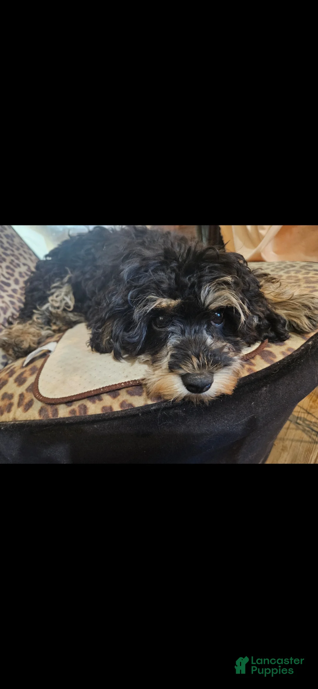 Cavapoo dogs for sale: Cavapoo Puppy 1 - Ad 1