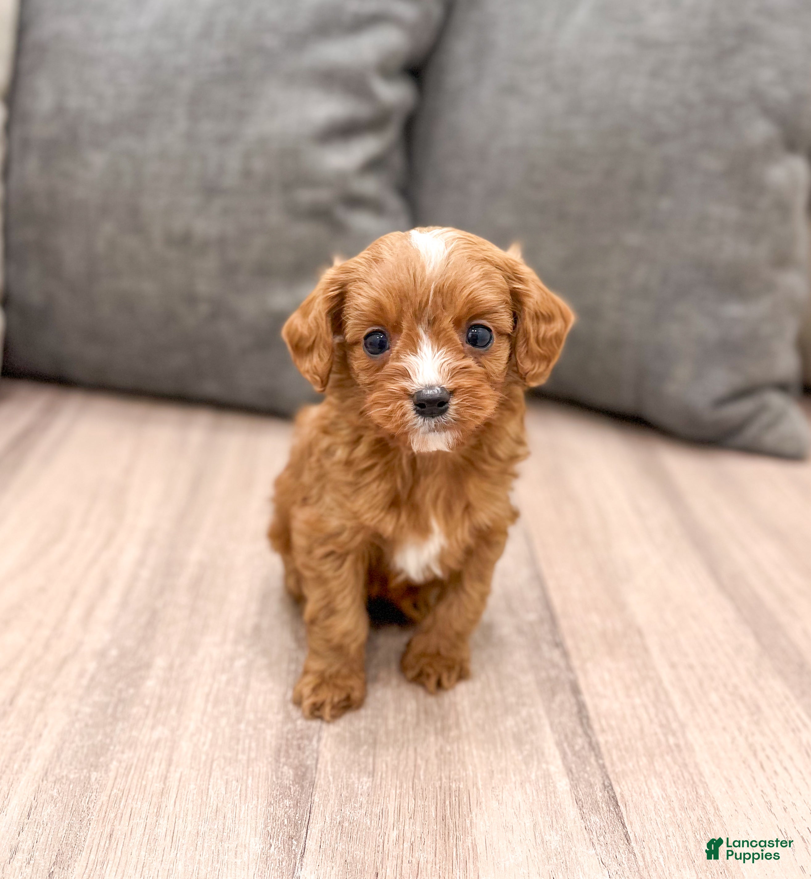 Cavapoo dogs Gus - Ad 41