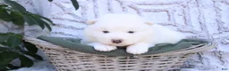 Samoyed dogs for sale: Samoyed Puppy 5 - Ad 5
