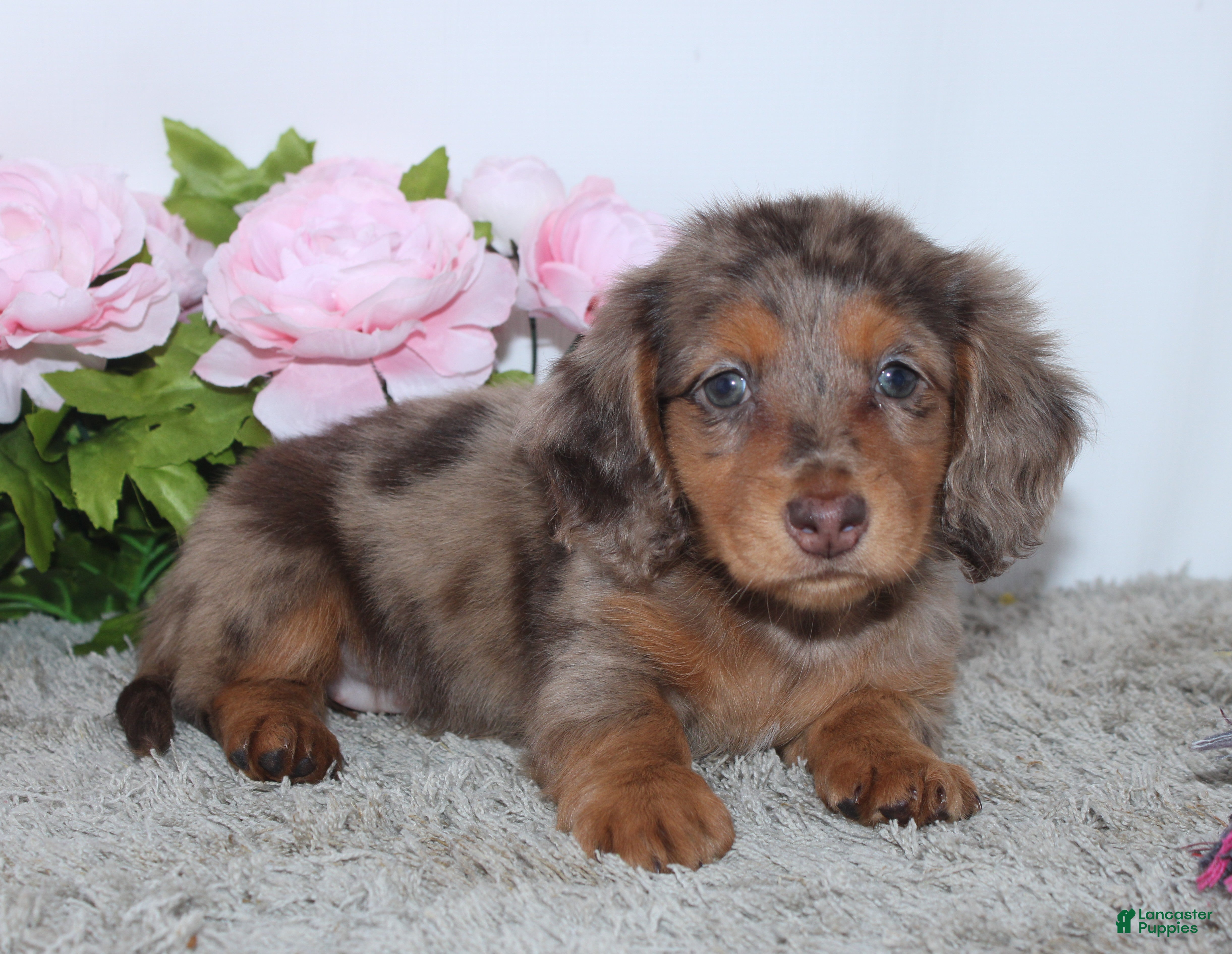 Miniature Dachshund dogs Pansy - Ad 1