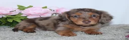 Miniature Dachshund dogs for sale: Pansy - Ad 1