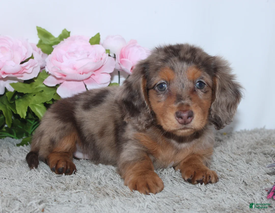 Miniature Dachshund dogs for sale: Pansy - Ad 1