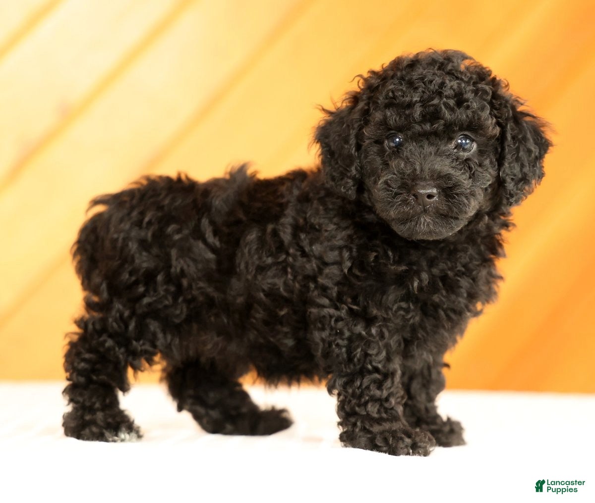 Toy Poodle dogs Demi - Ad 1