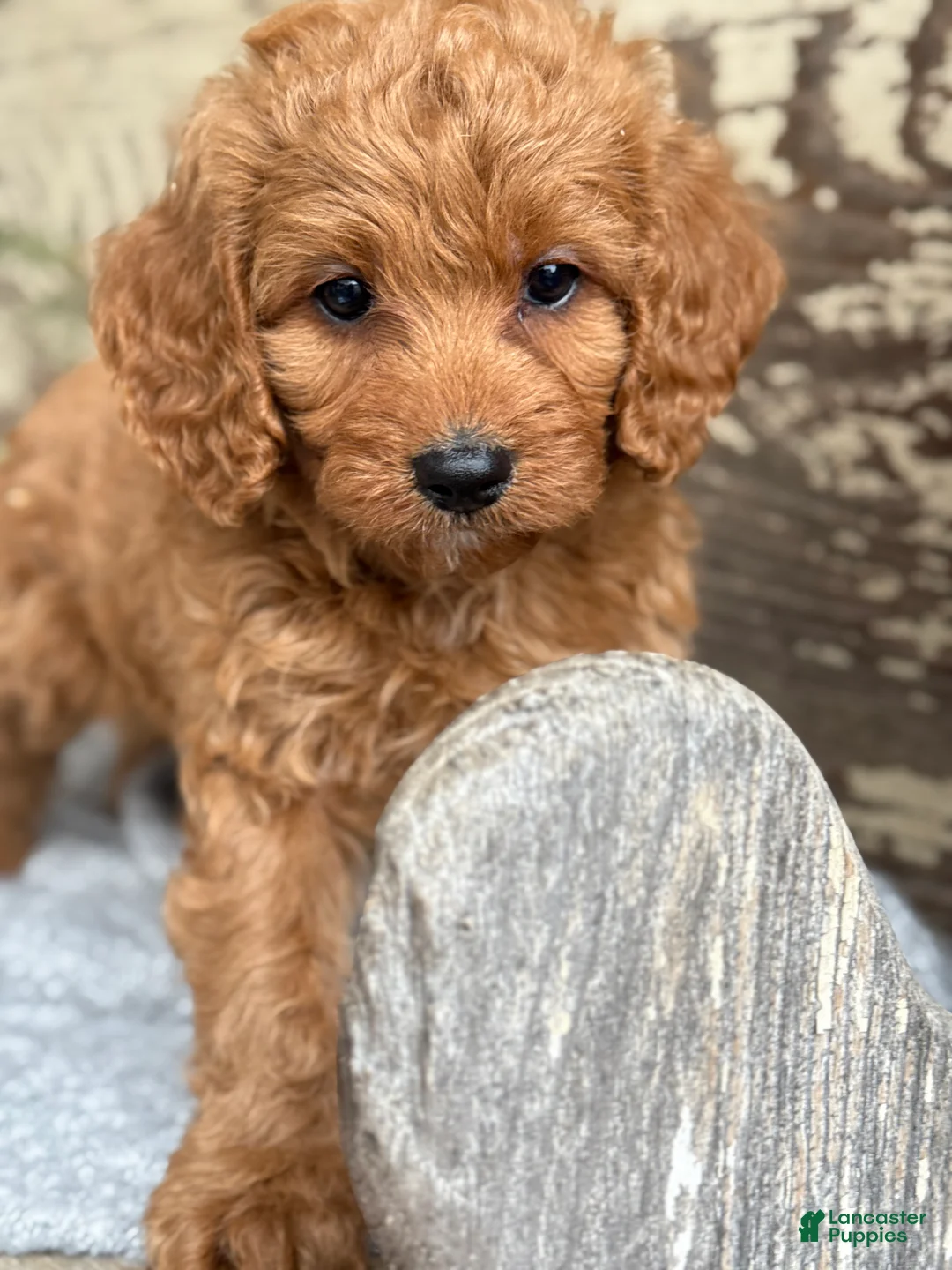 Mixed Breed dogs for sale: Sanchez - Ad 12