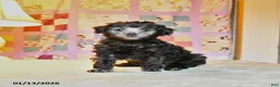 Mini Aussiedoodle dogs for sale: Blitzen  - Ad 2