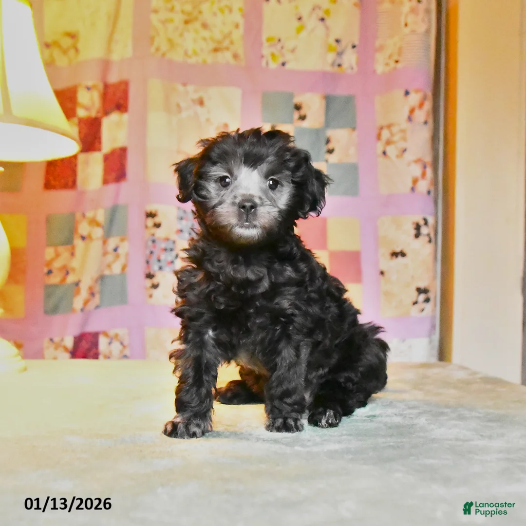 Mini Aussiedoodle dogs for sale: Blitzen  - Ad 2