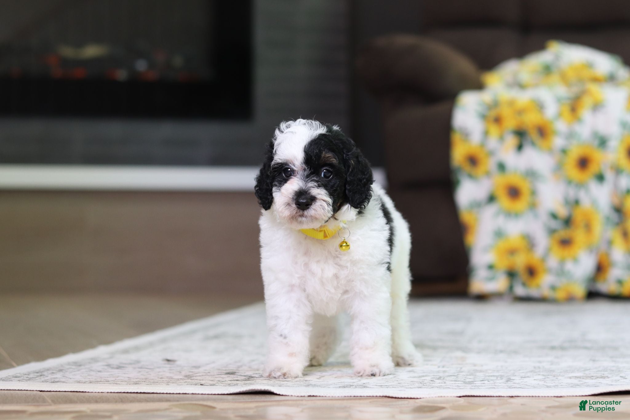 Miniature Poodle dogs Milo - Ad 1