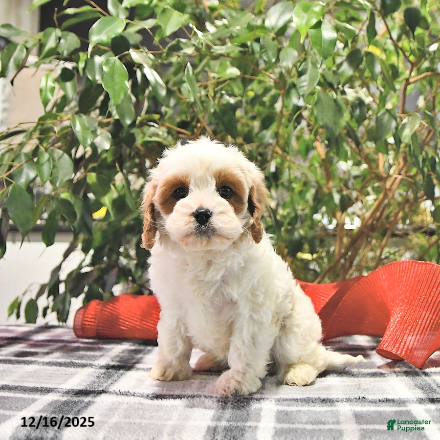 Cavapoo dogs Jolly - Ad 29