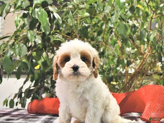Cavapoo dogs Jolly - Ad 4