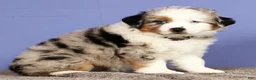 Miniature Australian Shepherd dogs for sale: Bethany - Ad 4