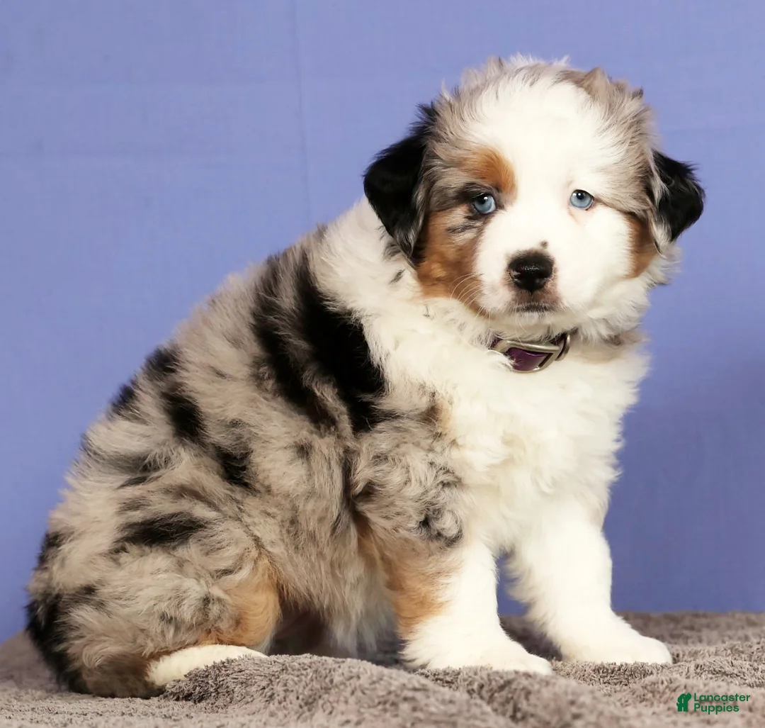 Miniature Australian Shepherd dogs for sale: Bethany - Ad 4
