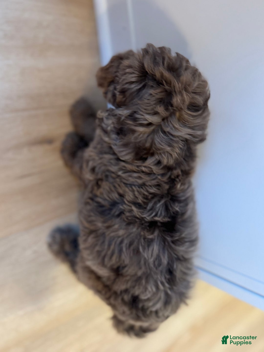 Mini Goldendoodle dogs for sale: Milo - Ad 6