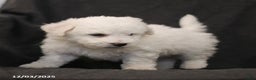 Bichon Frise dogs for sale: Jolly - Ad 4