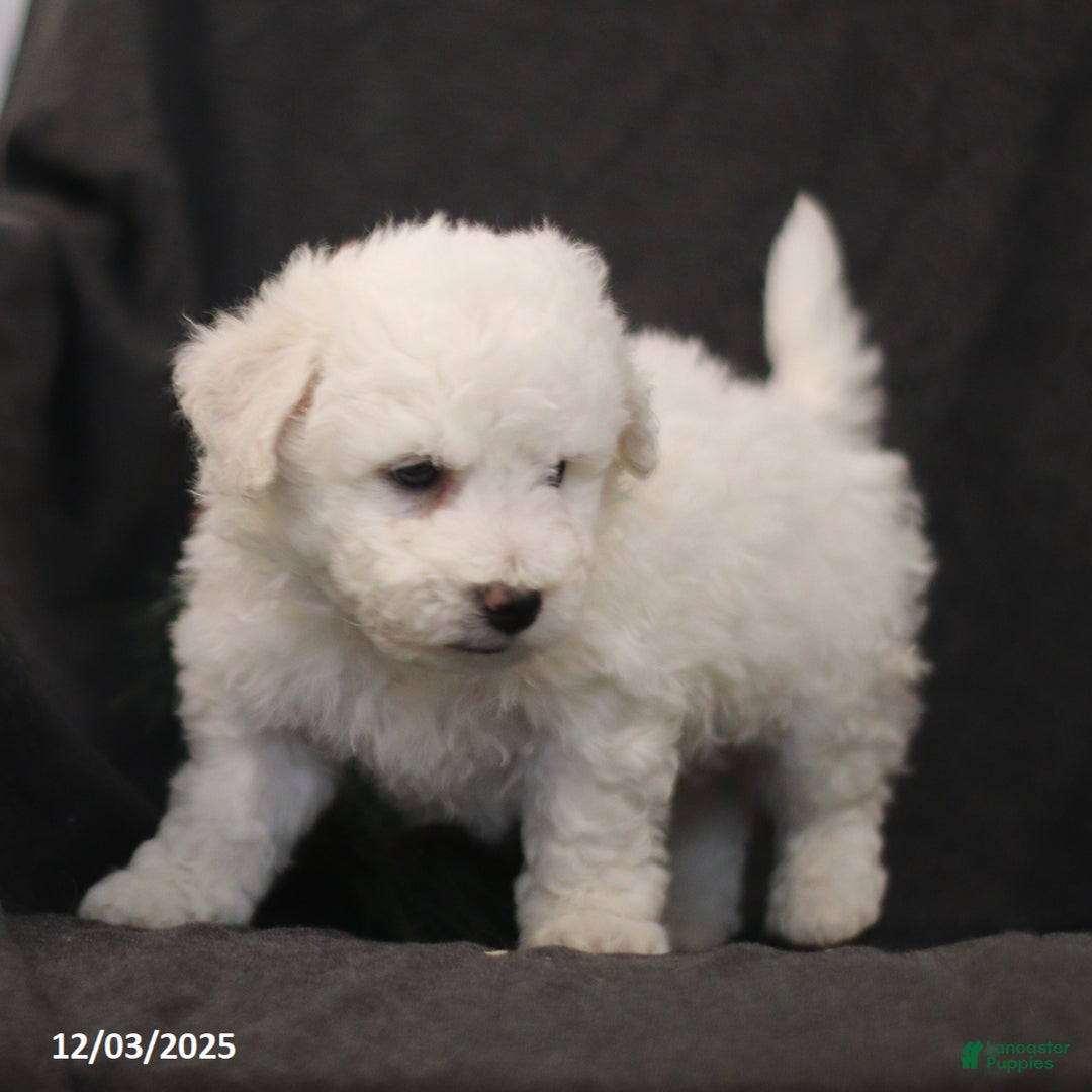 Bichon Frise dogs for sale: Jolly - Ad 4
