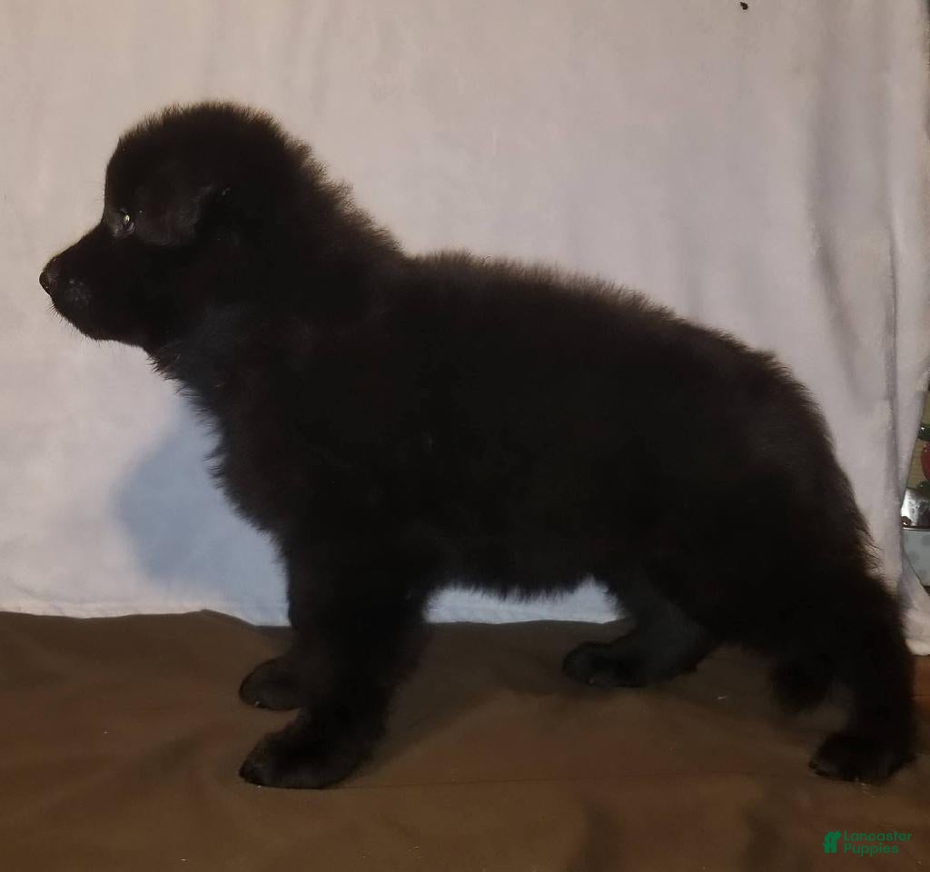German Shepherd dogs for sale: Solid black female - Ad 4
