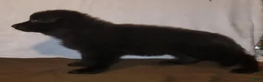 Solid black female