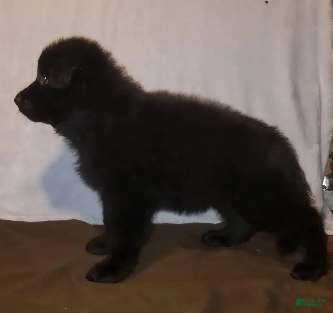 German Shepherd dogs for sale: Solid black female - Ad 1