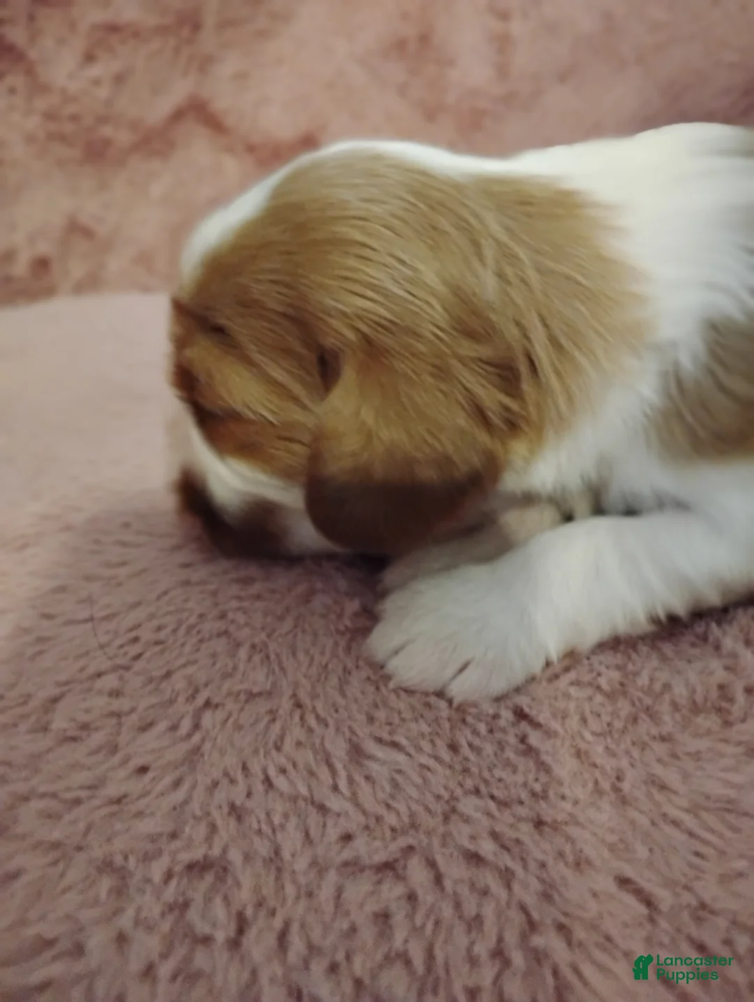 Cavalier King Charles Spaniel dogs for sale: Nugut - Ad 2