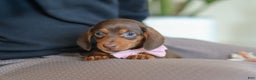 Miniature Dachshund dogs for sale: Chloe - Ad 14
