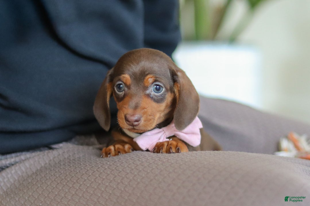 Miniature Dachshund dogs for sale: Chloe - Ad 14