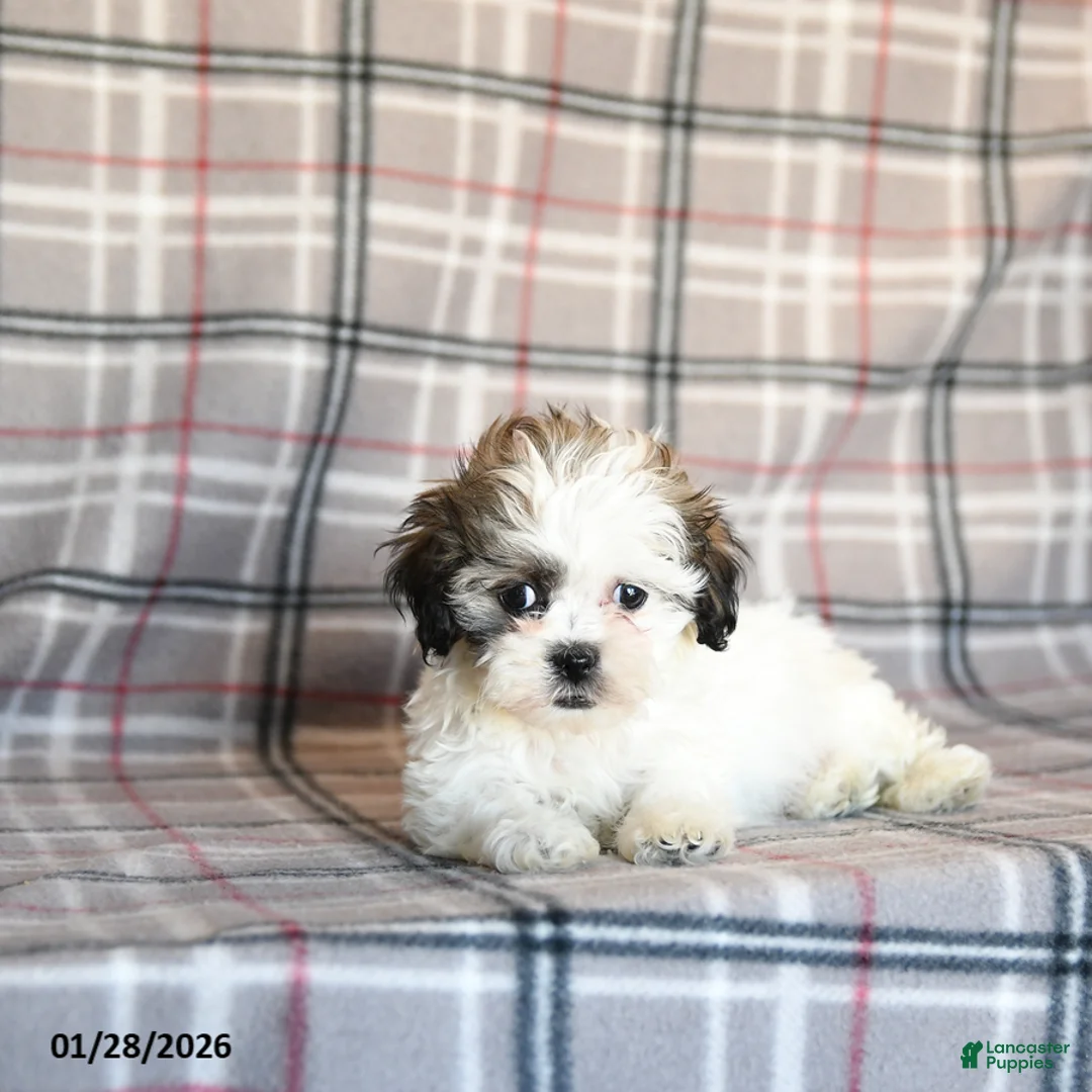 Mixed Breed dogs for sale: Queenie - Ad 2