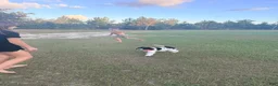 Mini Bernedoodle dogs for sale: Biscotti SALE! - Ad 6
