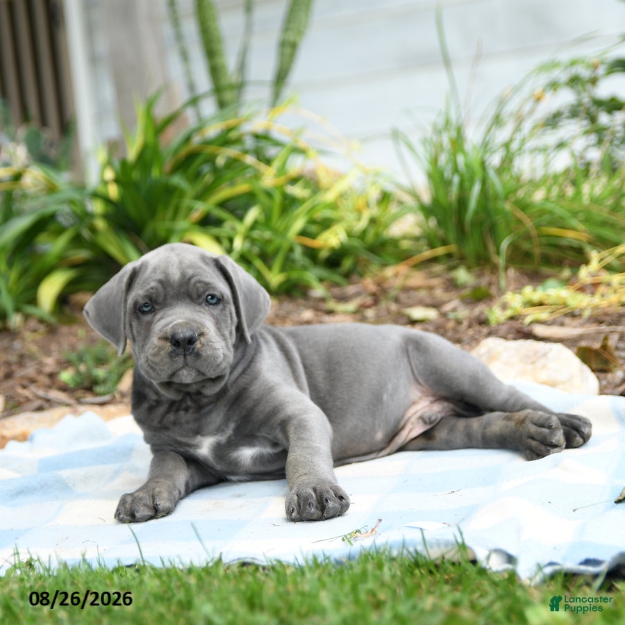 Cane Corso dogs Wallace - Ad 2