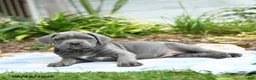 Cane Corso dogs for sale: Wallace - Ad 2