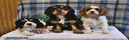 Cavalier King Charles Spaniel dogs for sale: Caramel - Ad 5