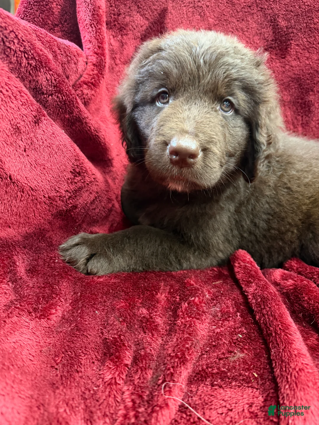 Newfoundland dogs for sale: Newfoundland 4 - Ad 4