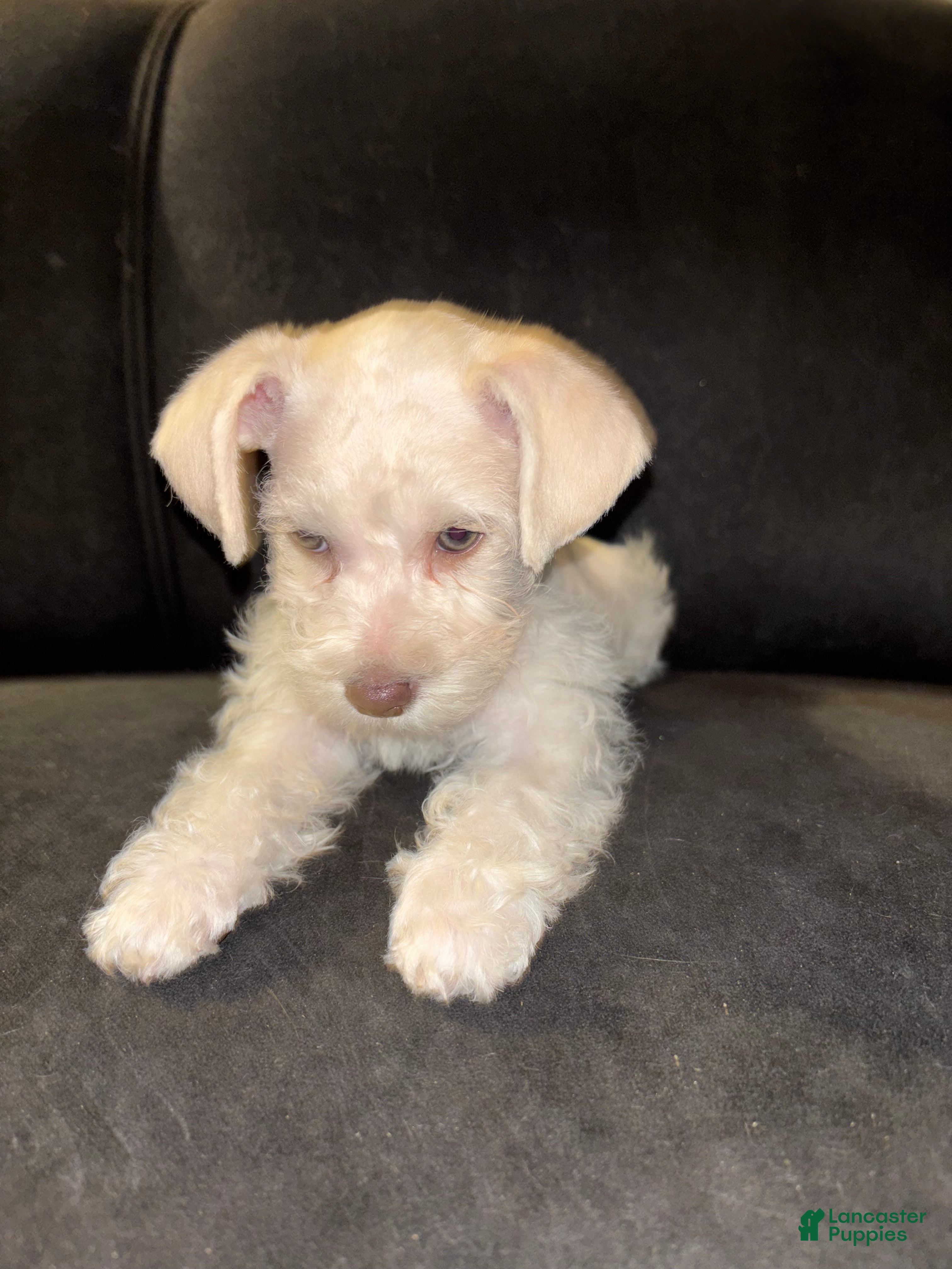 Miniature Schnauzer dogs Miniature Schnauzer 3 - Ad 1