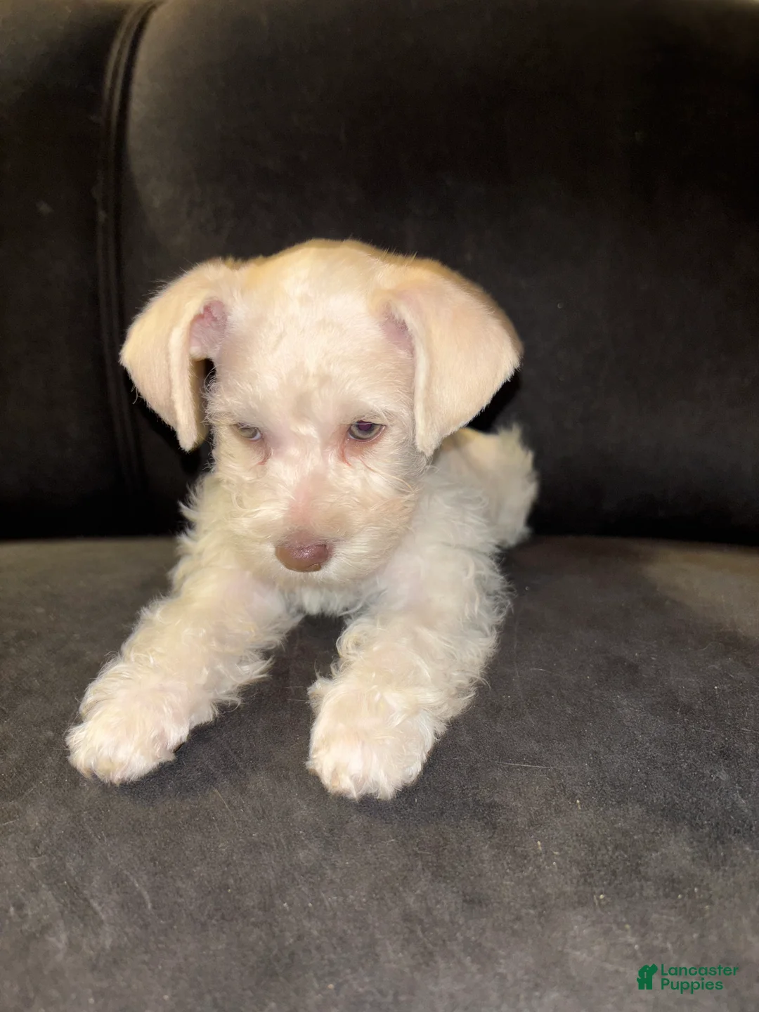 Miniature Schnauzer dogs for sale: Miniature Schnauzer 3 - Ad 1
